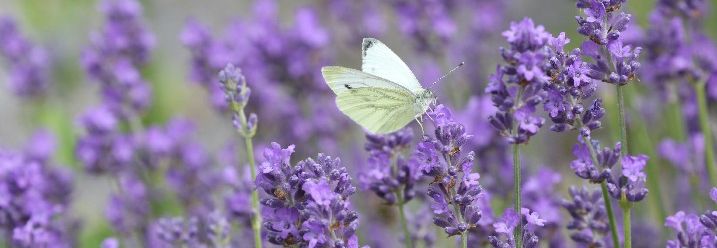 Lavendel mit weißem Schmetterling